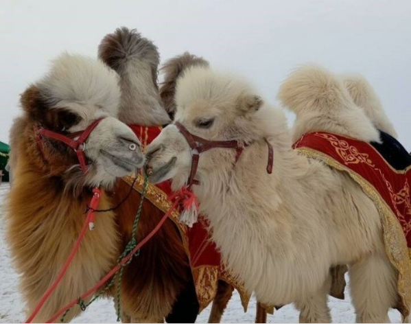 В Троицке девушка завела пушистого верблюда